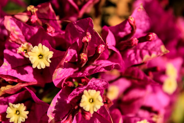 Pink bougainvillea glabra flowers texture in the garden
