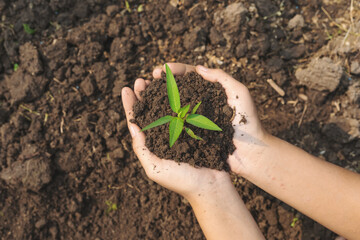 Female hand holding plant growing on soil.environment Earth Day In the hands of trees growing seedlings.