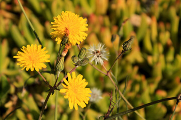 Beautiful and colorful Taraxacum Officinale flower