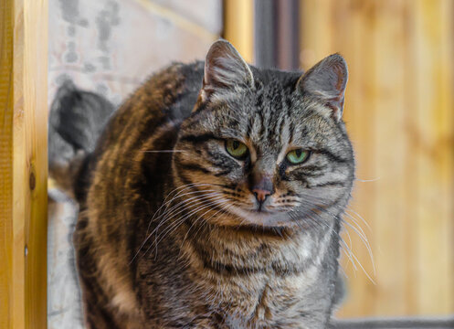 Fluffy gray cat sits on the verenda on the bench