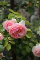 Rosas