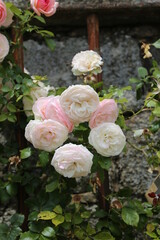 Rosas