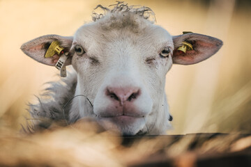 close up of a sheep