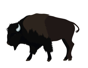 Hand drawing American bison © Надія Білецька