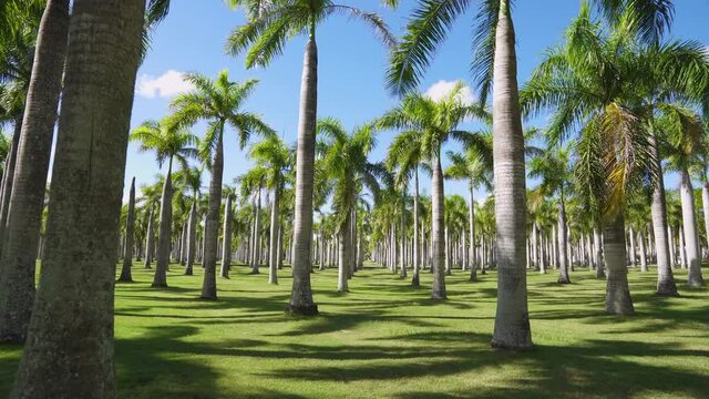 The Royal Palm has a large stature, a smooth trunk and a lush crown of feathery picturesque leA chic palm alley in a summer tropical park. Palms of the Dominican Republic. Walk through the shady park.