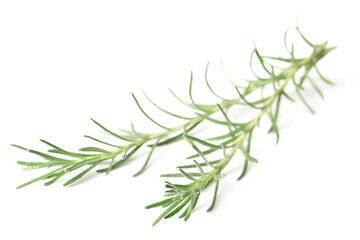 fresh herb, curry plant isolated on white background