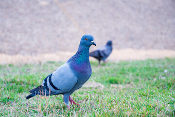 Gray pigeons foraging on green lawns in parks are fine.