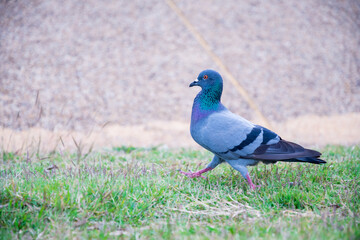 A gray pigeon is walking on a green lawn. The birds are looking for food.