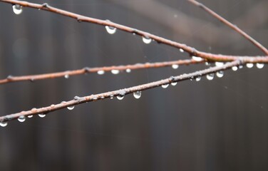 raindrops on a tree branch