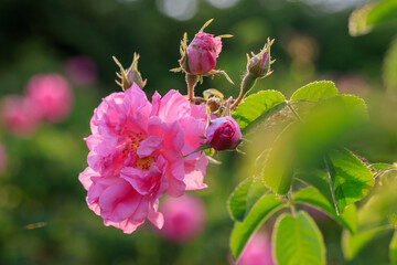 Bulgarian rose