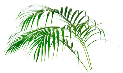 Obraz premium fresh palm tree leaves isolated on white background
