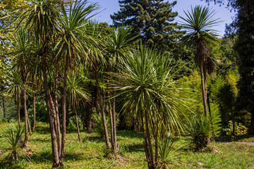 Obraz premium Palm trees in the park