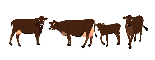 Jersey cattle, cow, calf