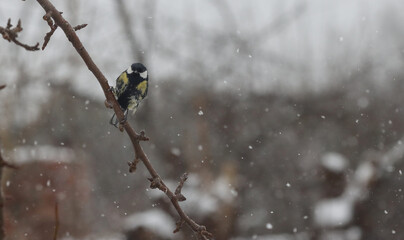 Bird tit sits on a tree branch