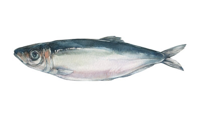 Herring fish. Watercolor illustration on a white background. 