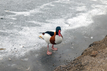 Wild duck Peganka in early spring on a frozen pond. - obrazy, fototapety, plakaty