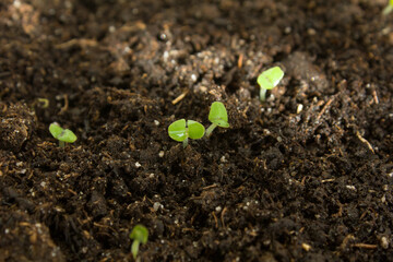 Ocimum basilicum. Basil seedlings in the soil. Green seedlings aromatic herb, young plants, leaves, gardening. 