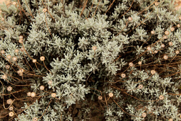 Santolina chamaecyparissus plant