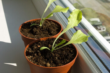 Lettuce Salad seedlings in brown pot on a sunny windowsill. Green seedlings aromatic herb, young plants, leaves, indoor gardening.