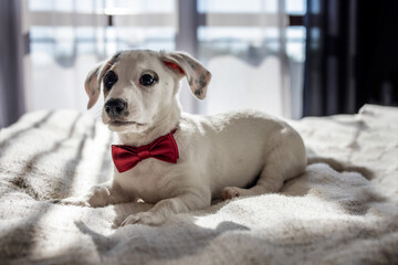 Sweet puppy relaxing at home, waiting for surprise. 