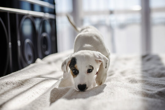 Little white dog is sniffing on the bed at home. Lifestyle photograph in natural light.