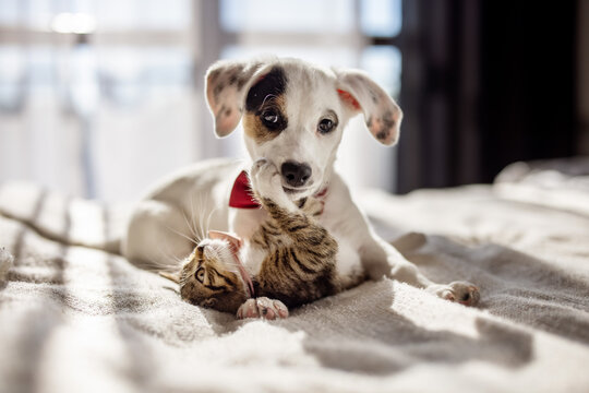 Lovely puppy and kitty giving a hug on the bed. Lifestyle photo of cute pets at home.