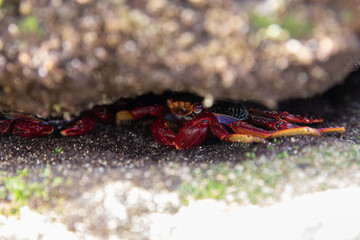 Krab z Fuerteventury © KMG