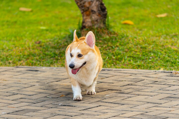 Lovely Pembroke Welsh Corgi walking at the park