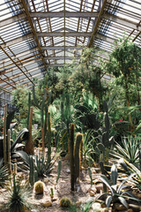 Fototapeta premium Green cactus in the greenhouse close-up