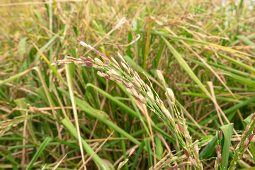 Golden riceberry fields, ears of rice at backyard in bangkok, thailand.