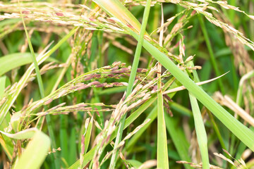 Golden riceberry fields, ears of rice at backyard in bangkok, thailand.