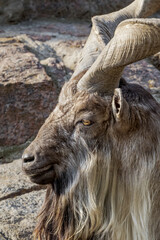 Fototapeta premium Markhor (Capra falconeri)
