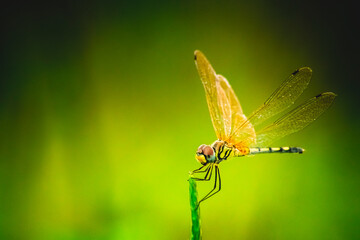 Dragonfly hold on dry branches and copy space .Dragonfly in the nature. Dragonfly in the nature habitat. Beautiful nature scene with dragonfly outdoor.a background wallpaper