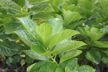 Hydrangea or hortensia flower with a natural background