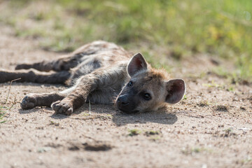 Closeup of a young Spotted Hyena cub laying relaxed next to the road with green blurred background, Kruger National Park. 