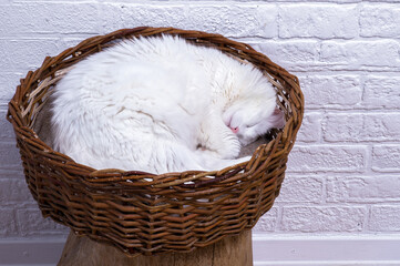 A white cat, curled up, sleeps in a wicker basket against the background of a white decorated wall.
