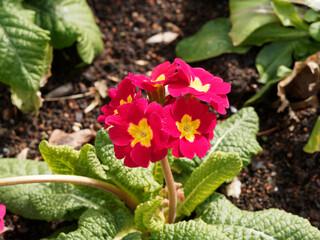 (Primula vulgaris oder acaulis) Garten-Primeln oder Stängellose Schlüsselblume. Leuchtend rote Blütenblätter und Schlund mit orange Flecken
