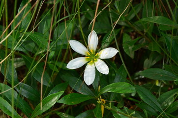 Obraz premium 玉すだれ 