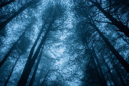 Alberi blu