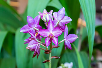 Orchid has several species, bright colors and beautiful.