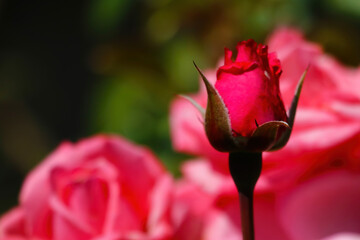 View of the beautiful blooming rosebuds in the garden.