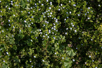 Fototapeta na wymiar Veronica persica on green grass. (birdeye speedwell, common field-speedwell, Persian speedwell, large field speedwell, bird's-eye, or winter speedwell)