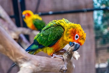Obraz premium Conures perched on a branch. Bird is a popular pet in Thailand.