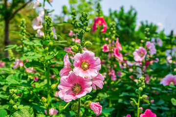 Hollyhock flower is many colors and beautiful in the garden.