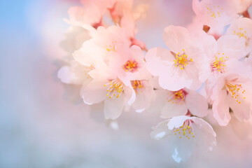 Fototapeta na wymiar 桜の花 