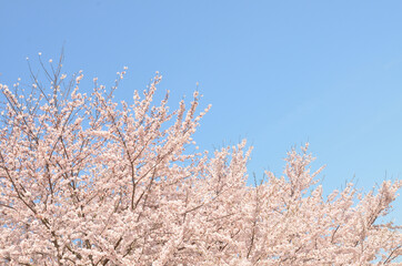 桜の花　青空

