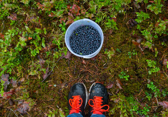 Blueberries in a bucket in the forest on moss, girl in sneakers, top view