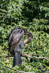 Great Cormorant (Phalacrocorax carbo) on pond