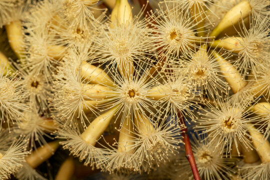 Flowering Gum Flowers (white)