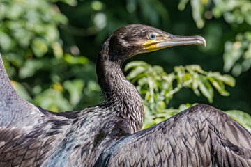 Great Cormorant (Phalacrocorax carbo) on pond
